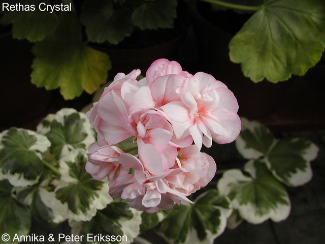 Retha's Crystal
